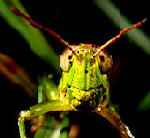 grasshopper