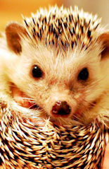 hedgehogs