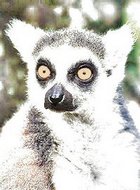 lemur