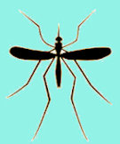 mosquito